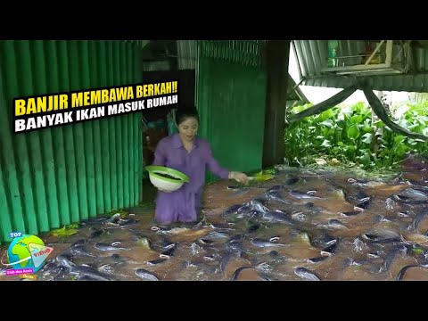 Banjir Membawa Berkah!! Rumah Ini di Datangi Ratusan Ikan Yang Membagongkan!! Untung Banyak...
