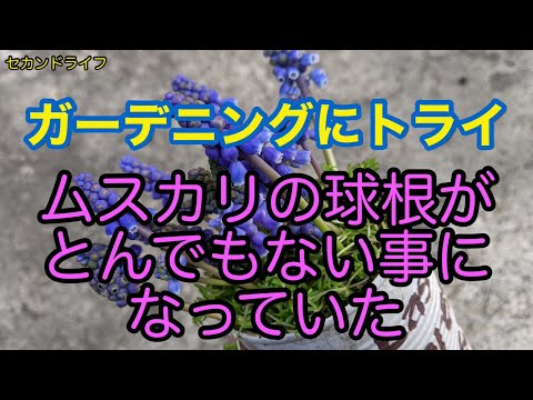 園芸 アルメニア産のムスカリ