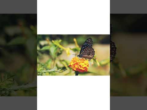 Ultimate Wild Animals/Lion Collection in 8K ULTRA HD / 8K TV