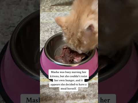 @Fluffyflixs-Mohid #catfood #chickenliverfry #petcare #monetization #original #owncontent