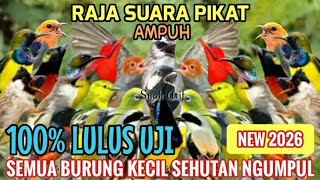 Download lagu Mp3 100% Lulus Uji! Suara Pikat Semua Jenis Burung Kecil Paling Ampuh 2026 mp3 Download lagu Mp3 100% Lulus Uji! Suara Pikat Semua Jenis Burung Kecil Paling Ampuh 2026 mp3