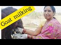 Goat Milking