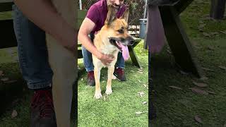 Video preview image #1 German Shepherd Dog Puppy For Sale in Pasadena, CA, USA
