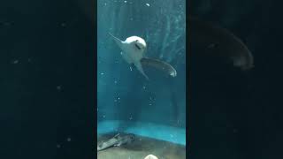 大洗水族館トラフザメ