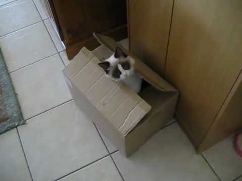 Jack in the box Shaylee