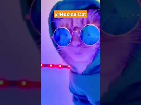 The Ultimate Cat Club for Cat Lovers