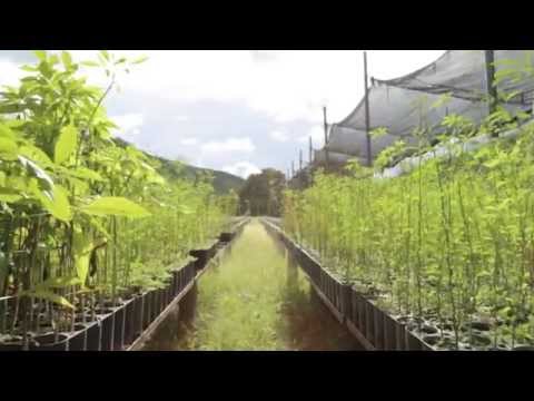 La planta en peligro de extinción que podría salvar al Corredor Seco 