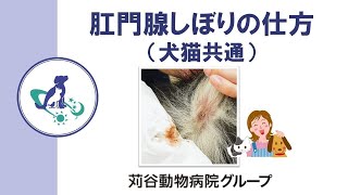 猫の肛門から出血 -猫の肛門から出血しています 便秘も下痢もしてい