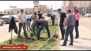 Акция озеленения Грозного: в столице высажено более 5000 санжецев