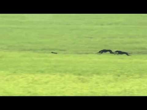 José León - Cazador tú no le tires - Programa Lances - De Casta le viene al galgo