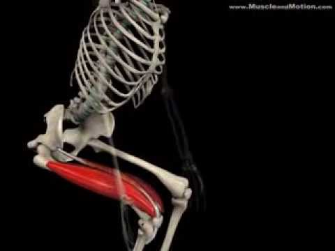 download lagu mp3 mp4 Squad Muscle, download lagu Squad Muscle gratis, unduh video klip Squad Muscle