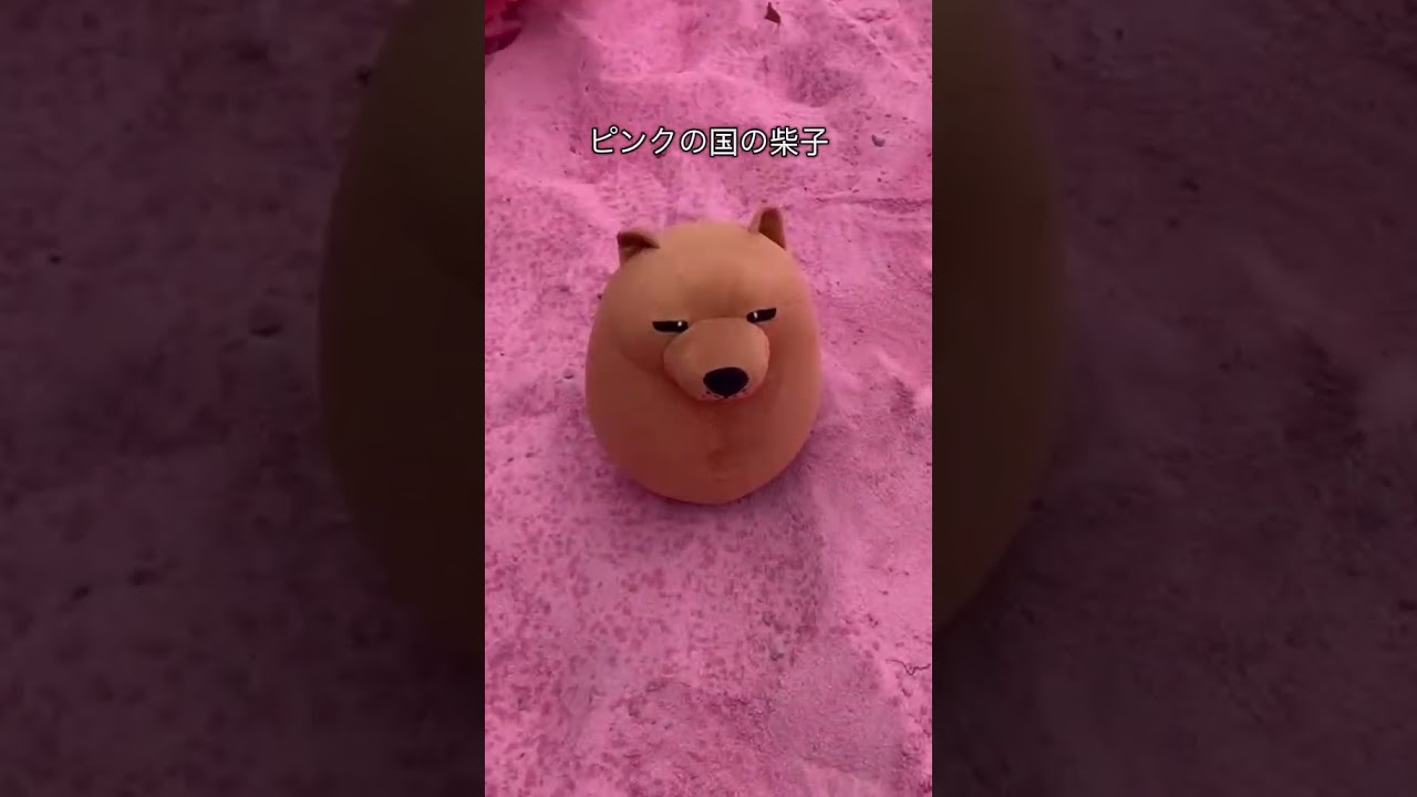 で柴子を養子にする 🔗 iconixstore.com/japan