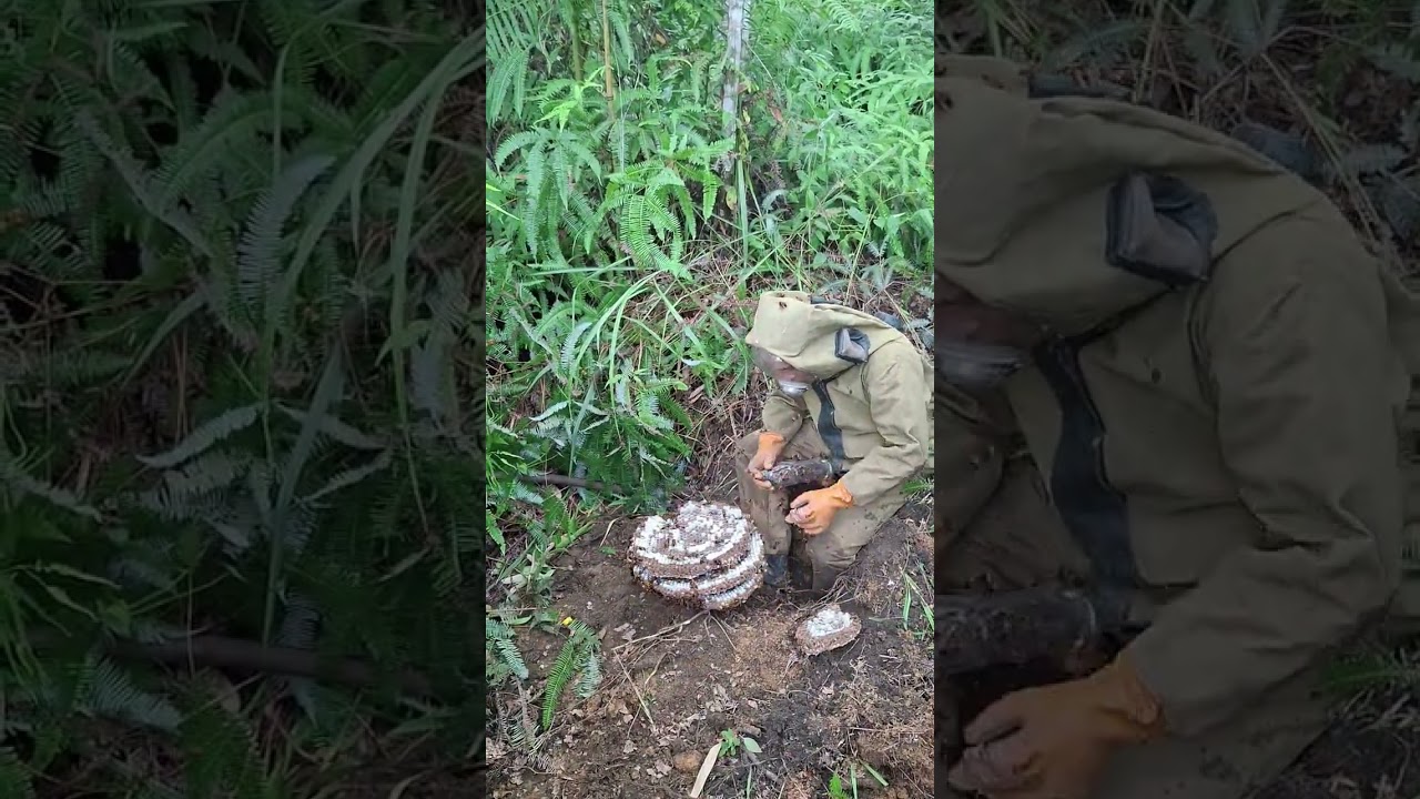 Catch old bees to make smoothies.c1420251008 111852~2