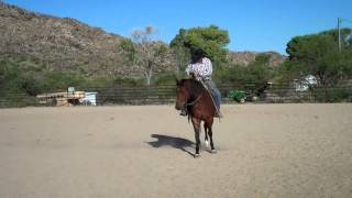 preview picture of video 'SOLD/Twister Heller Horse Sales:Pistol QH mare Rope Prospect'