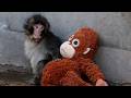 Abandoned Baby Monkey Punch Finds Comfort In Stuffed Orangutan
