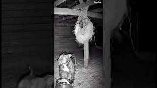 Creature Gets Tangled in Hay Net Above Dog | Falls Down Gift-Wrapped For Pitbull #scary #shorts #fyp