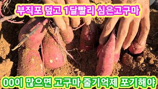 00이 많으면 고구마줄기억제 포기해야...부직포덮고 1달빨리심은 고구마 캐보기