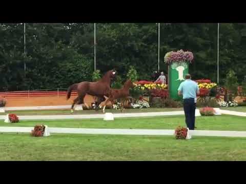 Hengst von Veneno x Fürst Piccolo *2016