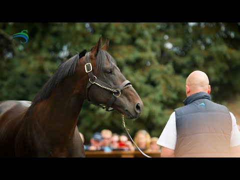 2022 Swettenham Stud Stallion Parade