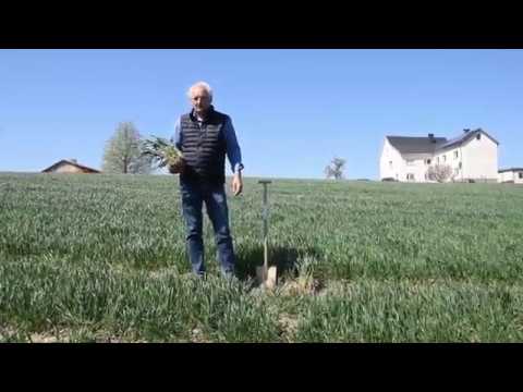 Maschinenring Feldtage - Weizen in einer Überfahrt fertig gedüngt (Bestockung)