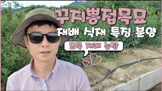 꾸지뽕나무접목 재배 특징 식재 분양  구찌뽕 구지뽕