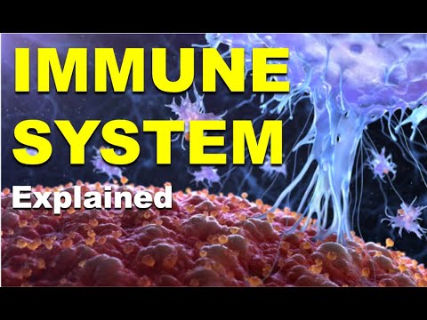 The Human Immune System: A Scientific Exploration of the Body’s Internal Defense Network