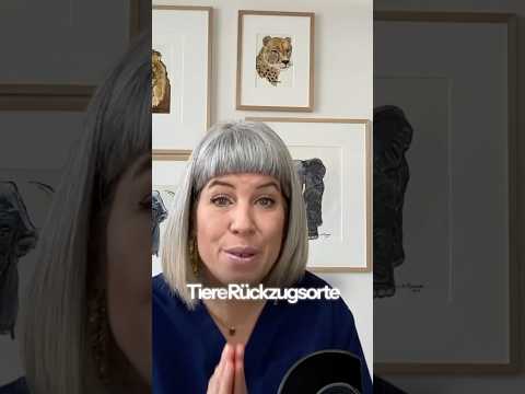 😱🐶 DAS stresst Hunde & Katzen extrem #Tierwissen  #feuerwerk  #rückzugsorte