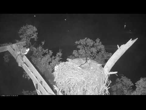 Two Great Horned Owls Court Atop Savannah Nest – Jan. 15, 2019