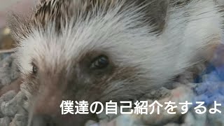 ハリネズミ達の紹介と相談