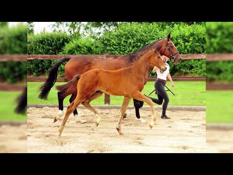 Hengstfohlen von High Motion