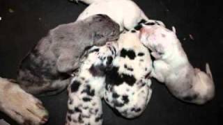 AW#115 GREAT  DANE CHRISTMAS PUPPIES (LOVE REMAINS) ALICE PEACOCK