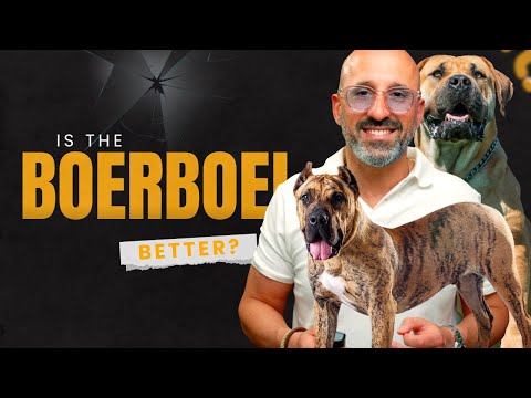 Can Any Dog Beat the Boerboel? Presa Canário? Corso? ..