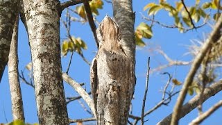 Common Potoo, perfect camouflage, nocturnal birds, laziness during the day,