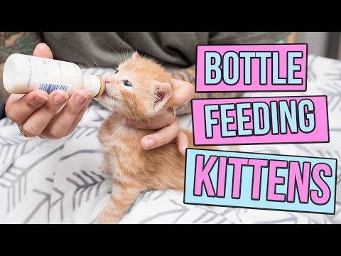 How to Safely Bottle Feed a Kitten - YouTube