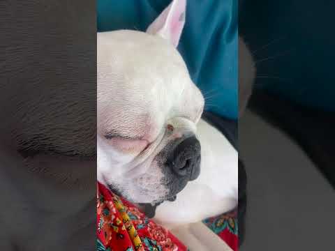 Une coccinelle interrompt sans cesse la sieste d'un chien