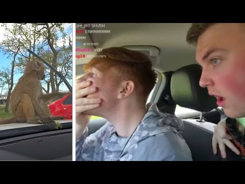 Angry Ginge Drives Through a Safari (FUNNY)