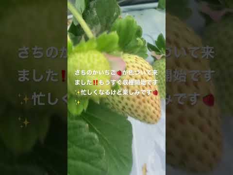 冬にイチゴを植える