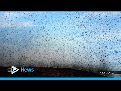 "A cloud of pain" : Summertime 'explosion' of midges in Scotland