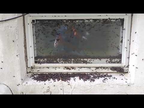 Thousands of Boxelder Bug Infest the Outside of the Home in South Plainfield, NJ