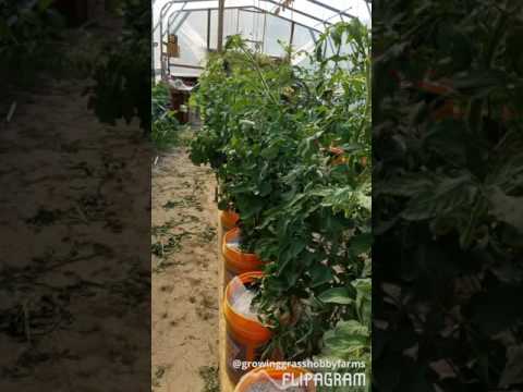 Hydroponic Greenhouse update 4-6-17