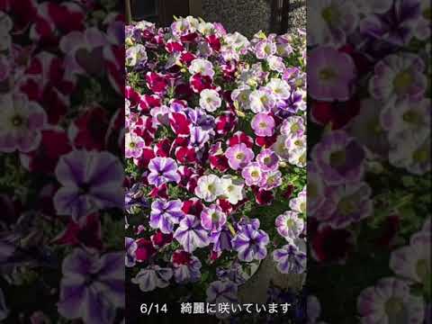 園芸 サフィニア、ぶら下がっているペチュニア