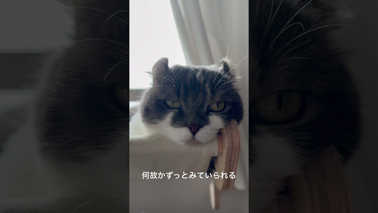 不思議な魔力を持つ猫 #猫のいる暮らし