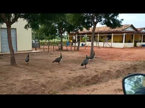 INDO DA BARRAGEM DO TAMBURI COM DESTINO AO POVOADO MARRUAS EM CRAIBAS DOS NUNES 