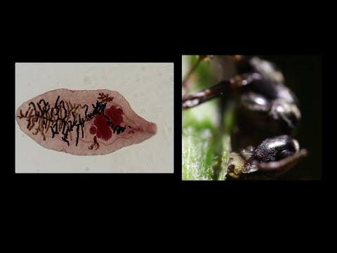 Dieser Parasit ist echt krass! Was macht er?