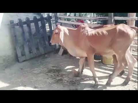 3206942650 Luís hato Rivera Mendoza Cartago Valle cauca llámanos 
