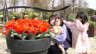 4月5日【びわ湖放送ニュース】水生植物公園みずの森ではチューリップが見頃