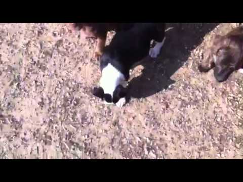 Christabel & her fabulous adoptable puppies