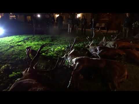 Brunft 2020 - grosses Jagdglueck auf Masurens Heid....