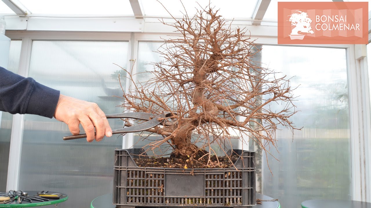 Deep pruning - Bonsai Colmenar