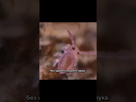 #fyp#animal#nature#wildanimals